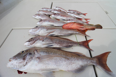 KIM Fishing Guide Ser…