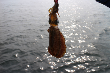 KIM Fishing Guide Ser…