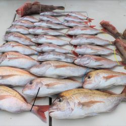 KIM Fishing Guide Service 釣果