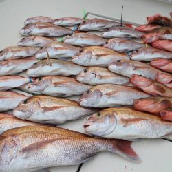 KIM Fishing Guide Service 釣果