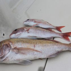 KIM Fishing Guide Service 釣果