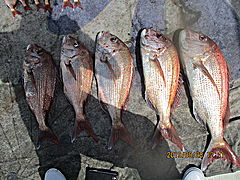 遊漁船 未紗奈 釣果