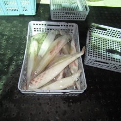 ジギング船 BLUEWATER 釣果