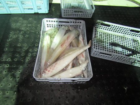 ジギング船 BLUEWATER 釣果