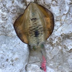 中紀も秋イカエギング開幕でアオリイカゲット