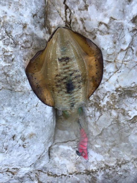 中紀も秋イカエギング開幕でアオリイカゲット…