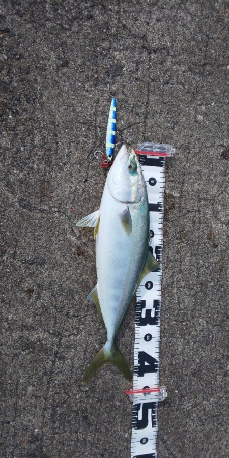 ショアジギングでハマチ釣果