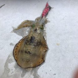 和歌山のエギングも夏イカから秋イカへシフト?