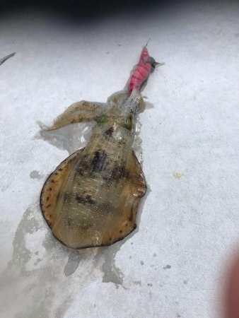 和歌山のエギングも夏イカから秋イカへシフト…