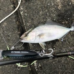 エギングタックルをブチ曲げて青物ゲット