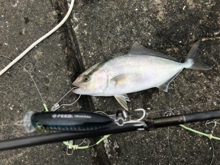 エギングタックルをブチ曲げて青物ゲット