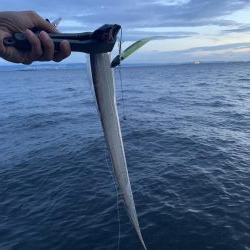 タチウオいてるね〜