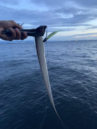 タチウオいてるね〜