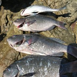 グレお刺身サイズ4枚♪でも太陽暑すぎ!(◎_◎;)