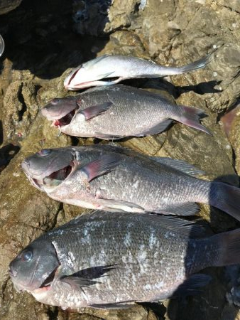 グレお刺身サイズ4枚♪でも太陽暑すぎ!(◎_◎;)