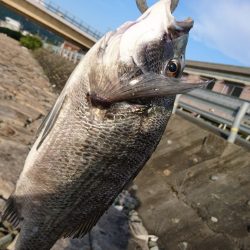 夕方チヌトップ