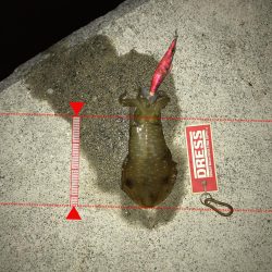 9月18日今期初アオリ、ハマチ、ツバス