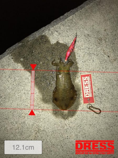 9月18日今期初アオリ、ハマチ、ツバス