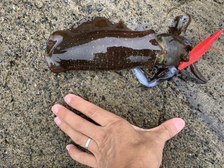 出張先エギング