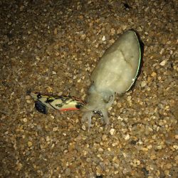 ナイトでも厳しい〜