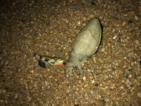 ナイトでも厳しい〜