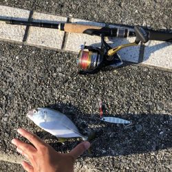 激渋マリーナシティ