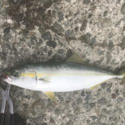 ツバス・ハマチ