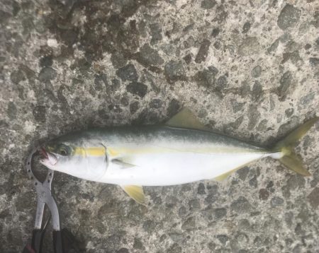 ツバス・ハマチ