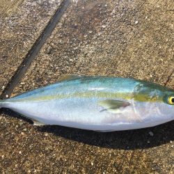 青物釣行