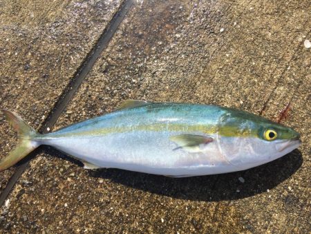 青物釣行