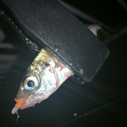 アーバンサイドアジング