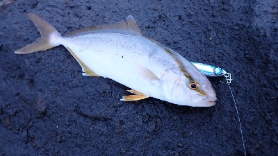 海が大荒で波でぐしょぐしょ