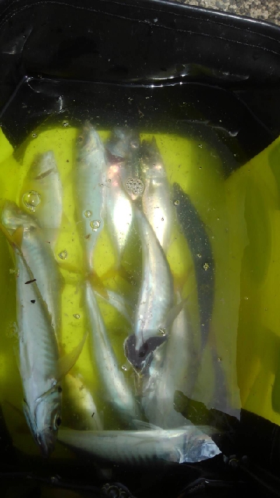 サビキでGET！！