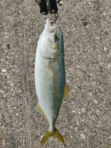 渋いが青物釣れます