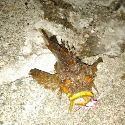 珍しくオニオコゼ