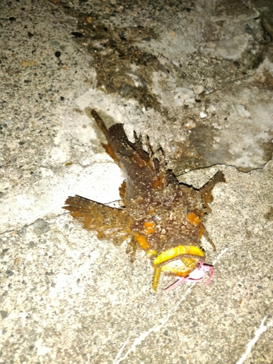 珍しくオニオコゼ