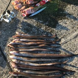 夜釣りの五目釣り