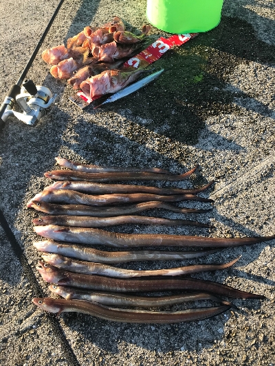 夜釣りの五目釣り