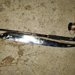 ショアタチウオ