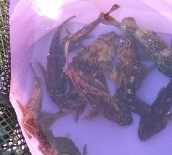 またもや穴釣り熱再来