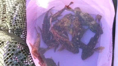 またもや穴釣り熱再来