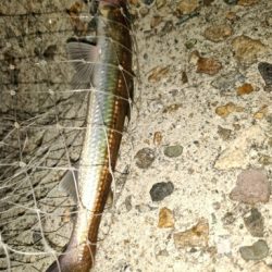 青物含め3目ヒット