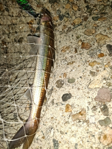 青物含め3目ヒット