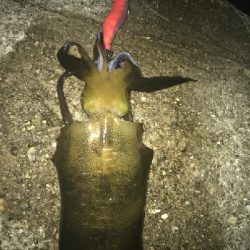 大きくなってきました