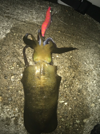 大きくなってきました