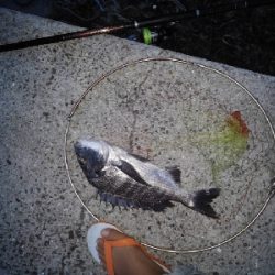 9/16釣果。チヌデカアジキス