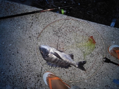 9/16釣果。チヌデカアジキス