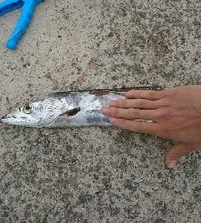 なかなかのサイズ