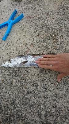 なかなかのサイズ