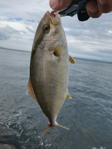 珍しくカンパチも